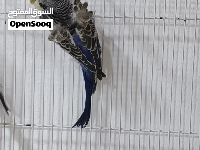 3 ذكور صحتهن جيده جدا كلمن وسعره بالوصف مكتوب