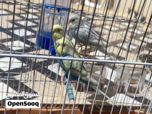 كوبيا بقلينو انتاج معاهم فرخ عمرة شهر ونص