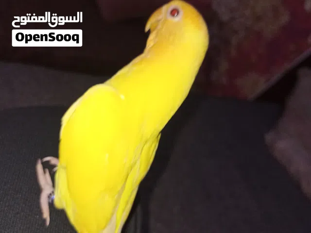 اورنج ترويض فل الفل