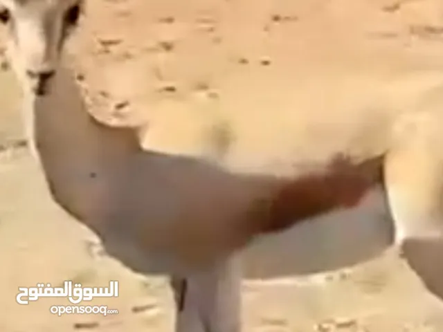 غزالة الله ايبارك