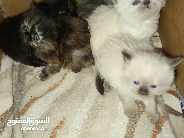 قطط هملايه البيع