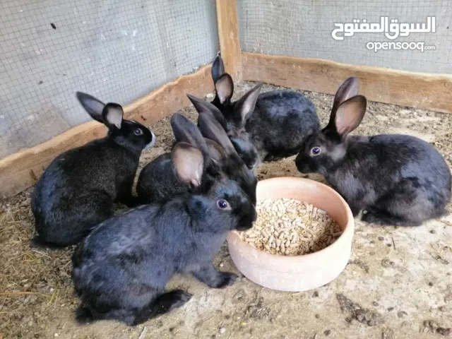 أرانب للبيع