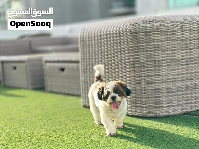 male shetzu dog for adoption  ذكر كلب شيتزو للتبني