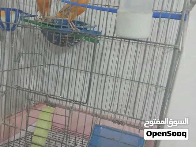 عصافير كناري جوزين بياضات