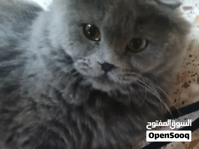 قط للبيع سكوتش فولد