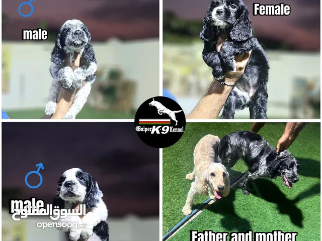 Spanish Cocker كوكر اسبانيول