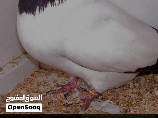 مطلوب 2 أنثى حمام مثل إللي في الصورة