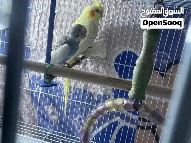 كوكتيل وطير حب للبيع