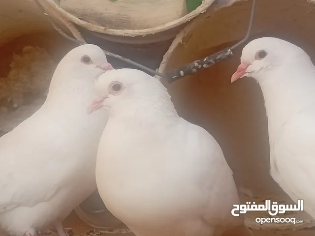 طيور حمام لأحم فرنسي بيور سوبر جامبو منتج مع ولدهم الي لابس حجل اصفر خالي من تهجين