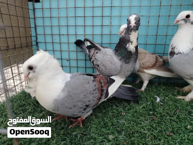 حمام حب رمان