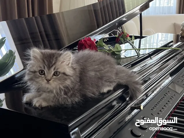 British scotch kitten