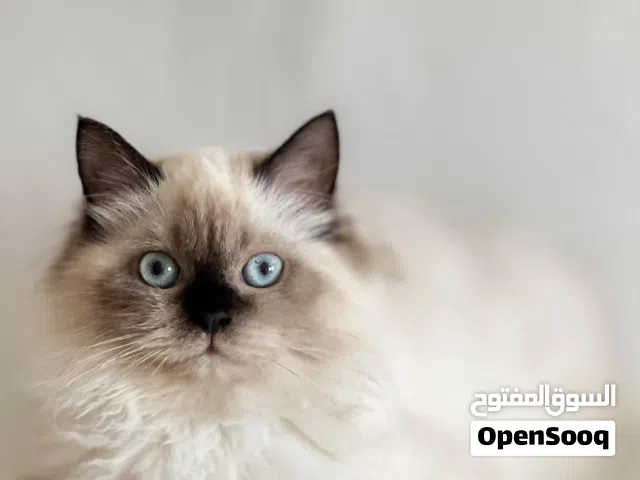 هيمالايا شوكليت، 9 شهور، ذكر، مع اغراضه