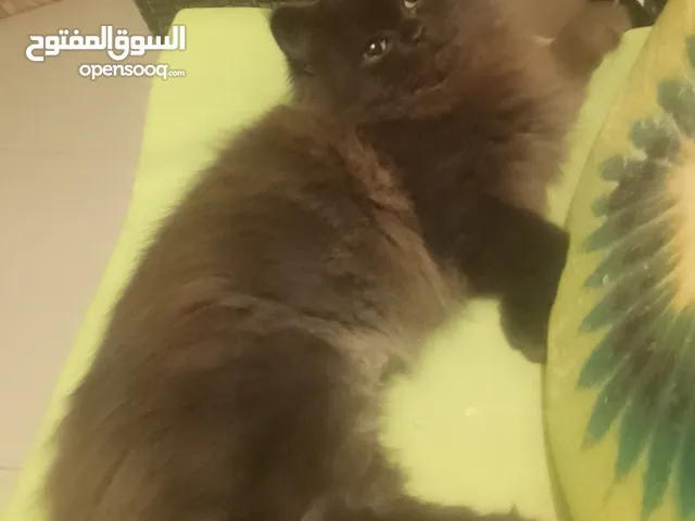 قط من ام بيجي فيس واب ھملايا