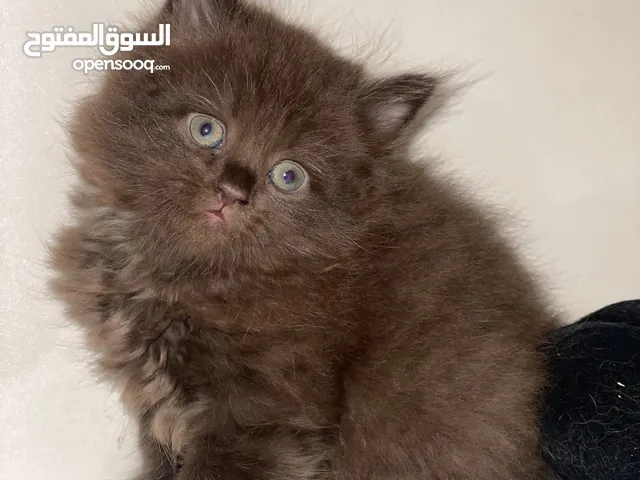 ثلاث قطط للبيع