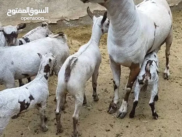 حلال من صلاله للتربية او الذبح