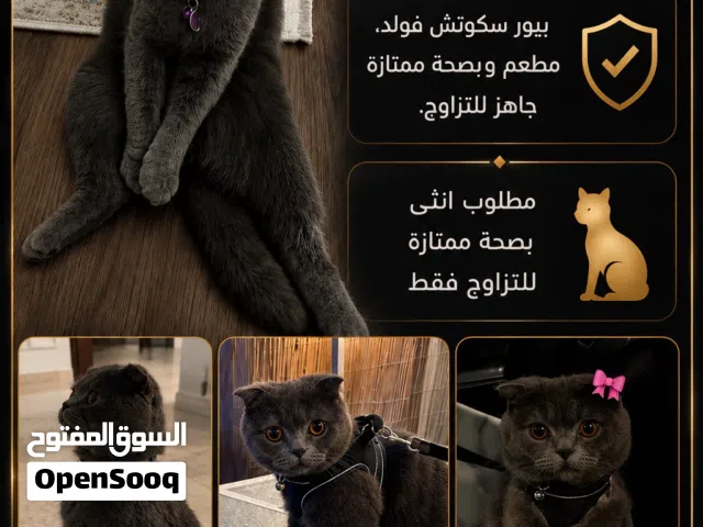 ذكر للتزاوج فقط