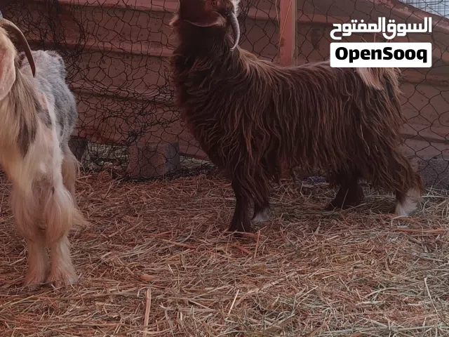 للبيع تيس فحل