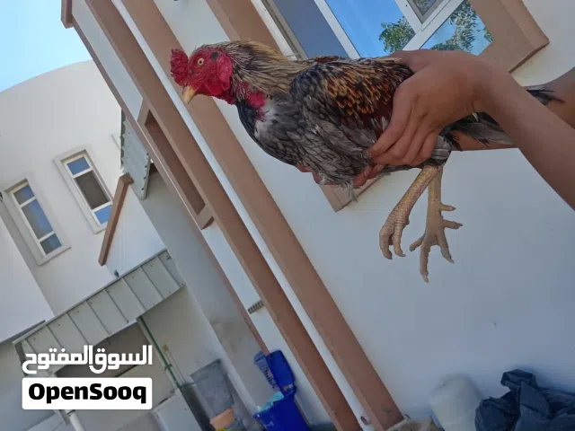 ديك باكستاني سندي