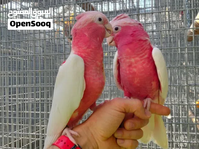 cockatoos parrots Bird