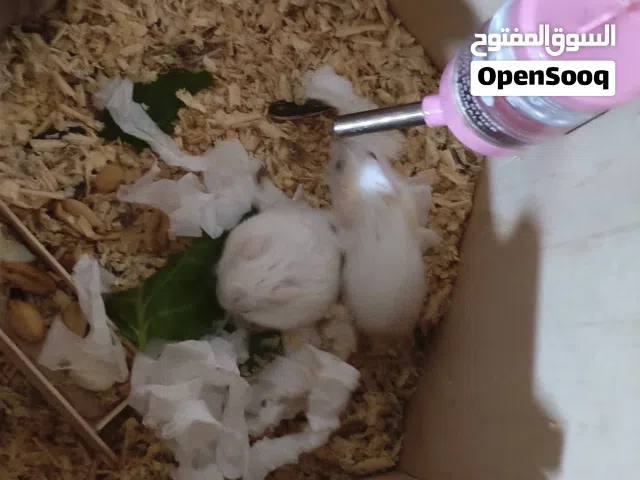 هامستر للبيع روسي