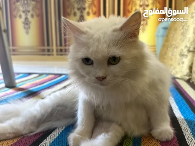 قطه شيرازي مهجن