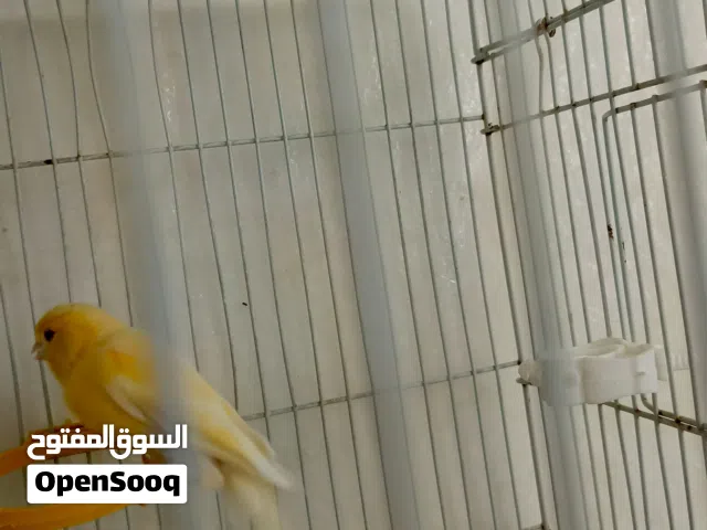 انتاية كناري