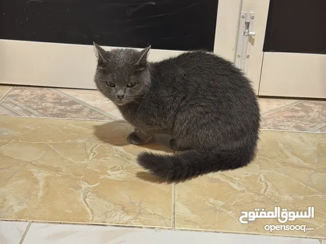 قطه من سلاله روسيه