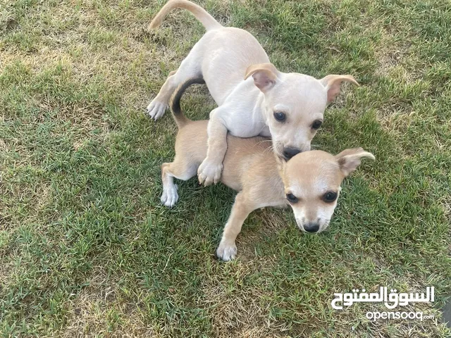 Chihuahua puppy mini male adorable puppies lovely with kids