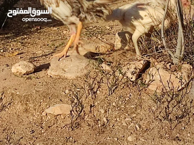 دجاج الماني للبيع مطلوب سعر حرق للحاجه