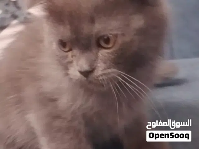 قطط (مكس بين سكوتش فولد + سيامي مكس)