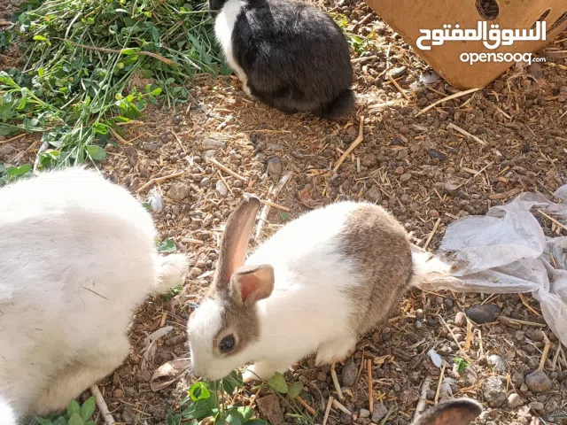 ارانب وعفدان راعبي