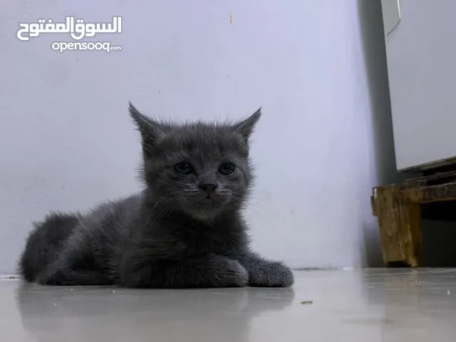 قط للبيع عمره شهر بضبط يلعب و حركي و جالس يتعلم على اليتر بوكس