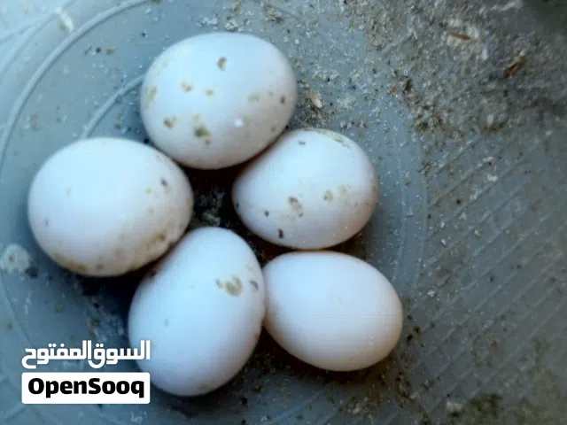 كوبيا انقليزي ربي ايبارك دحي وفروخ تحتها 5دحيات