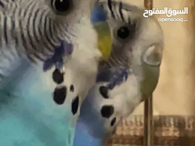 جوز طيور بادجي
