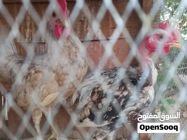 تيج عرب زائد ديك ابو رقيبه للبيع وبارخص