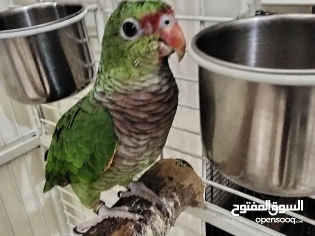 young Amazon parrot for sale