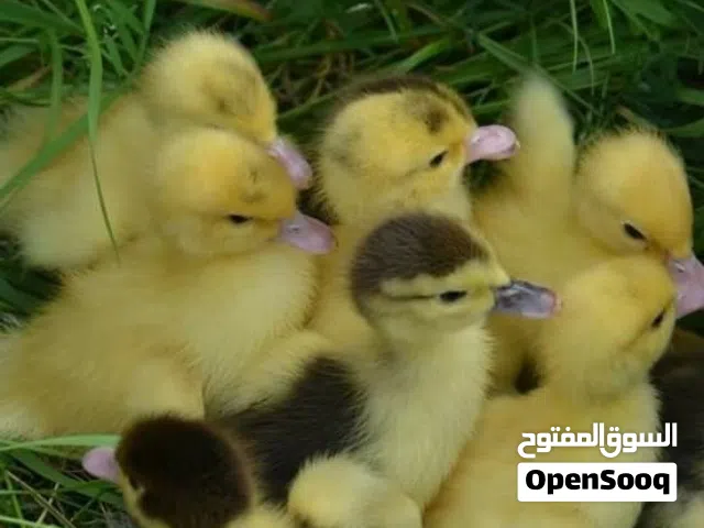 صوص بط للبيع