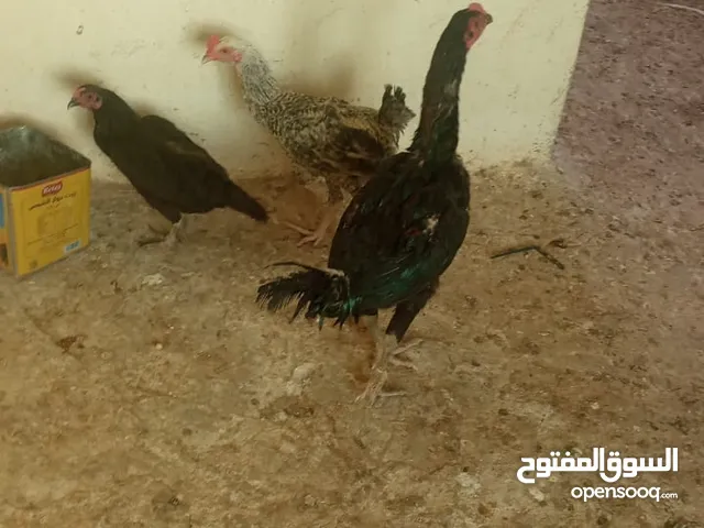 ديكين وجاجة للبيع أو للبدل عمان جاوا