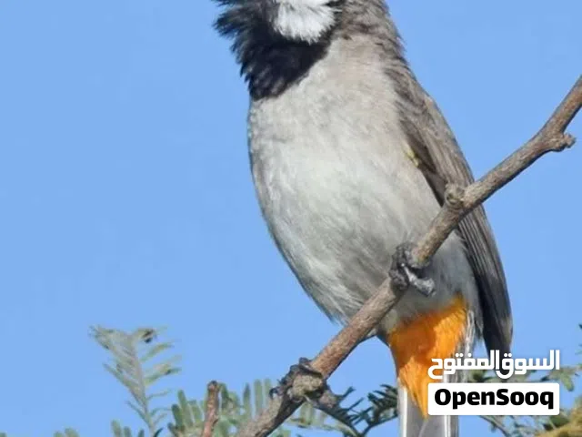 مطلوب بلبل فحل صيد جديد اي شي كون