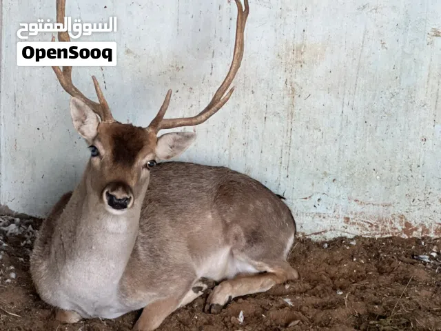 ذكر ايل للبيع يأكل من اليد وهادي جداً عز الكسب