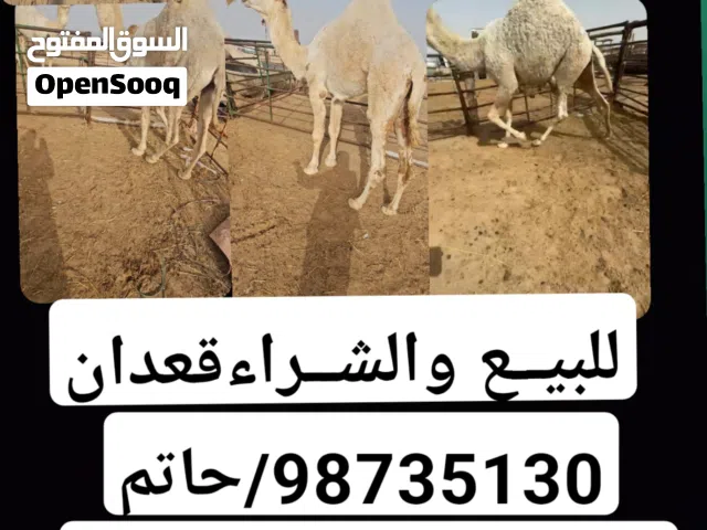 للبيع قعدان الكويت