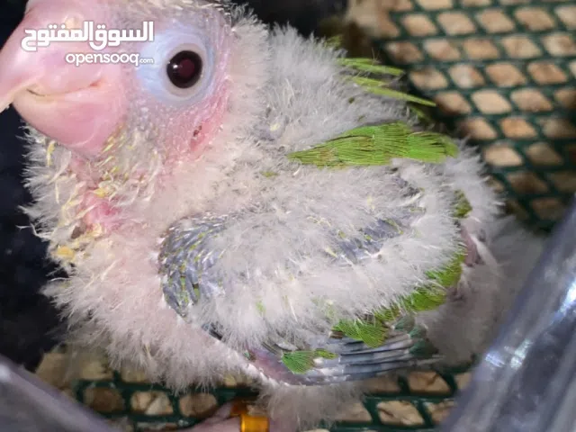 فرخ كنيور اناناس