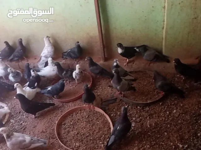 حمام بلدي للبيع السعر 2.00 الجوز