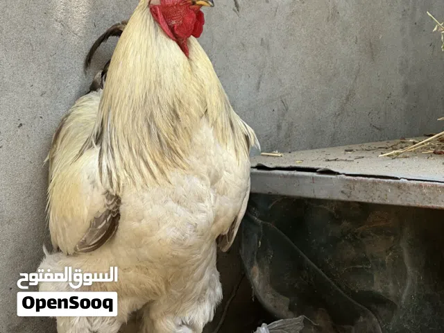 ديك برهما عملاق للبيع