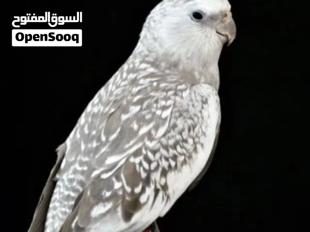 مطلوب طير كروان وببدل معاه بسيكل رامبو