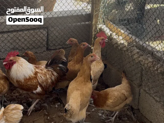 دجاج فرنسي