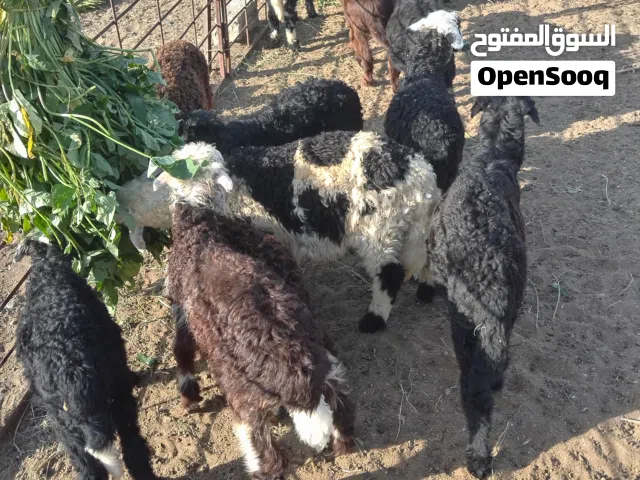كبشان للبيع حلال الدار العدد 13 تابع الوصف