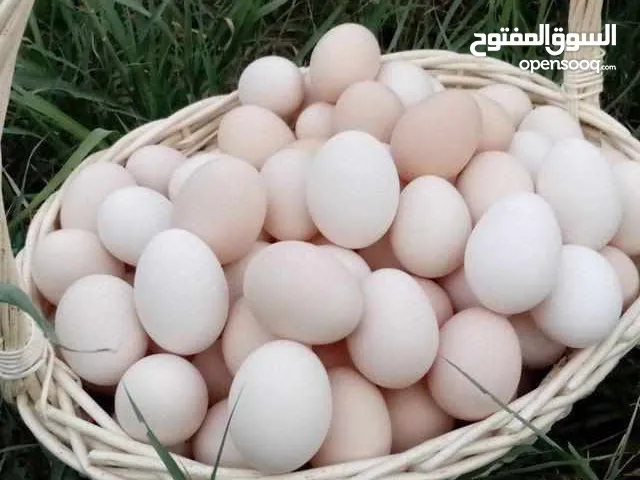 بيض بلدي طبيعي العين ابو ظبي توصيل في جميع الامارات