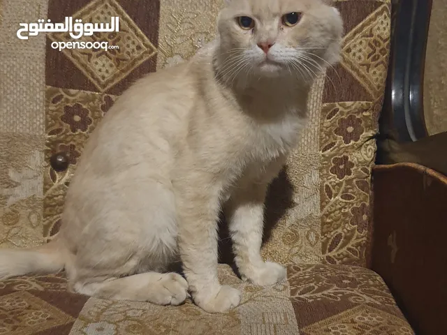 خليط قطط شيرازي وبلدي