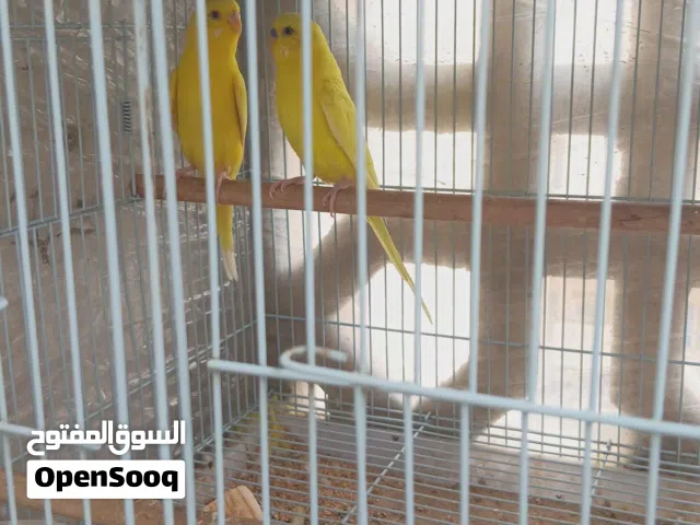 pure yellow buetiful healthy budgies pair